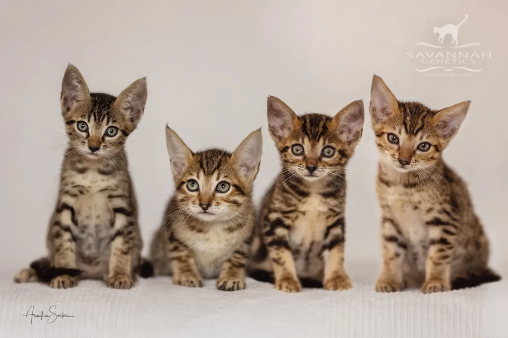 Savannah-Kitten-savannah katze kaufen
