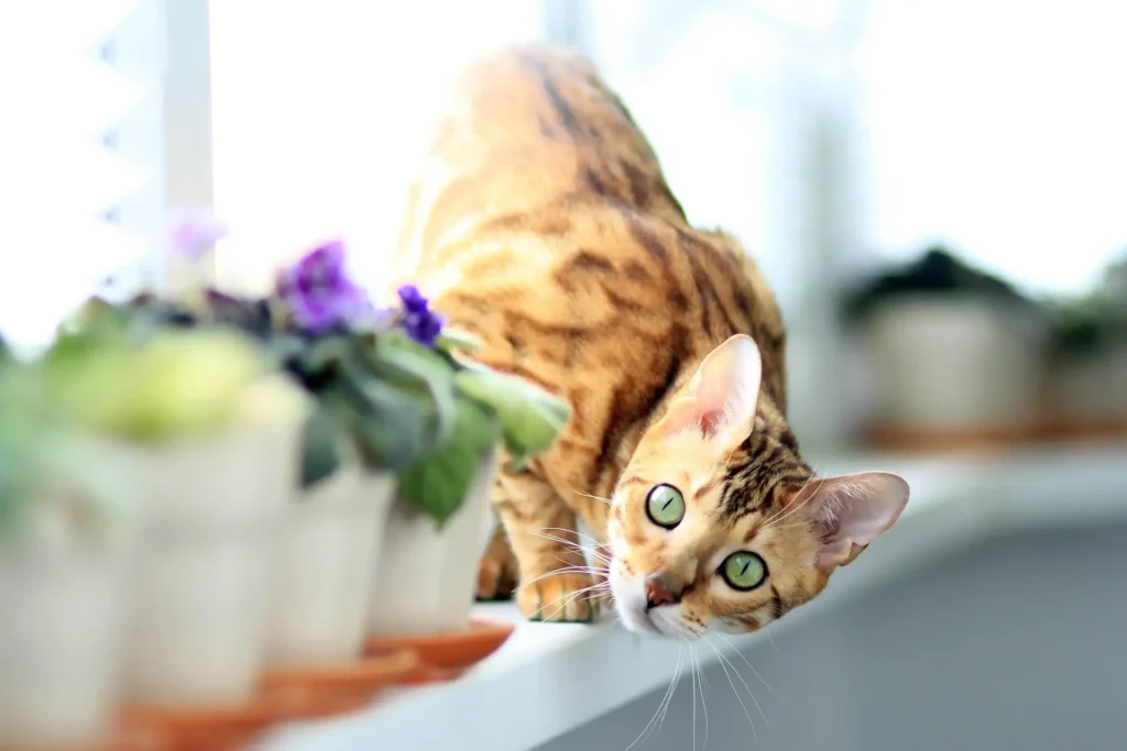 Bengal Katze mit markantem Fellmuster und wildem Erscheinungsbild