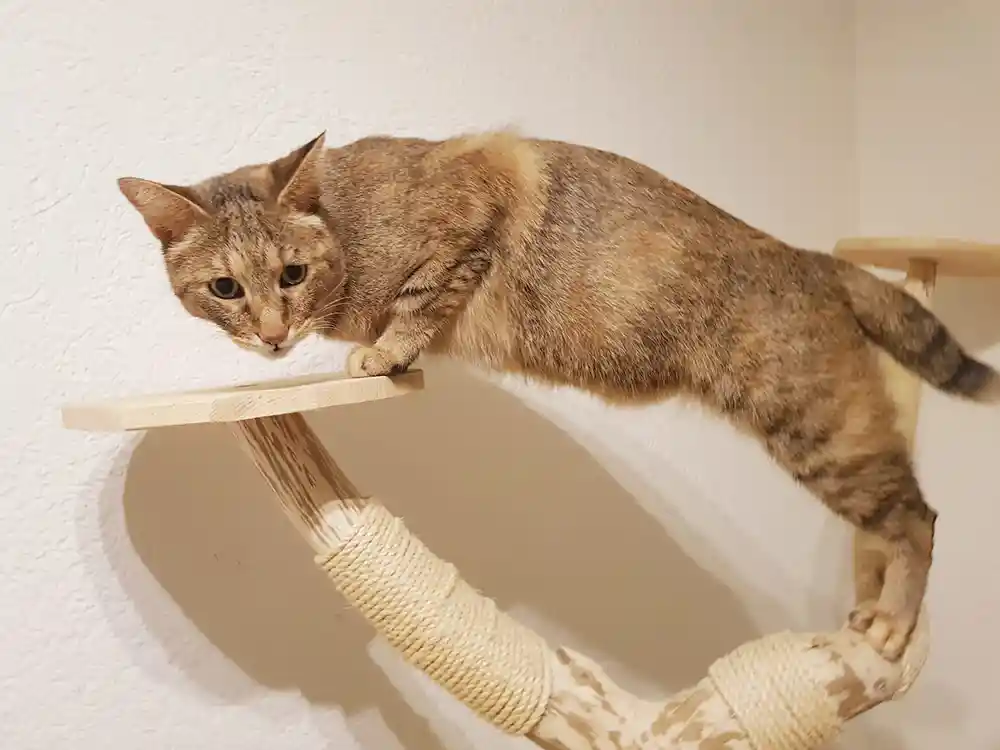 chausie katze charakter aktiv aufmerksam hybridkatze verhalten
