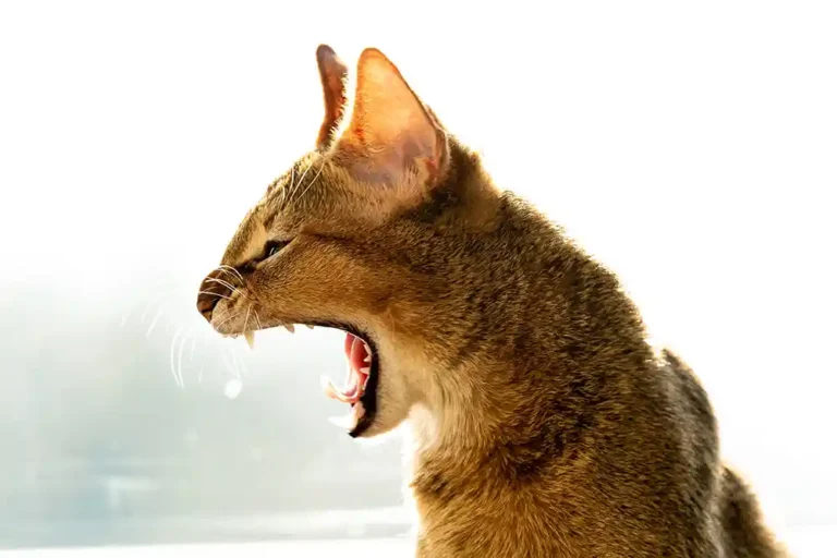 chausie katze züchter - was sind hybridkatzen