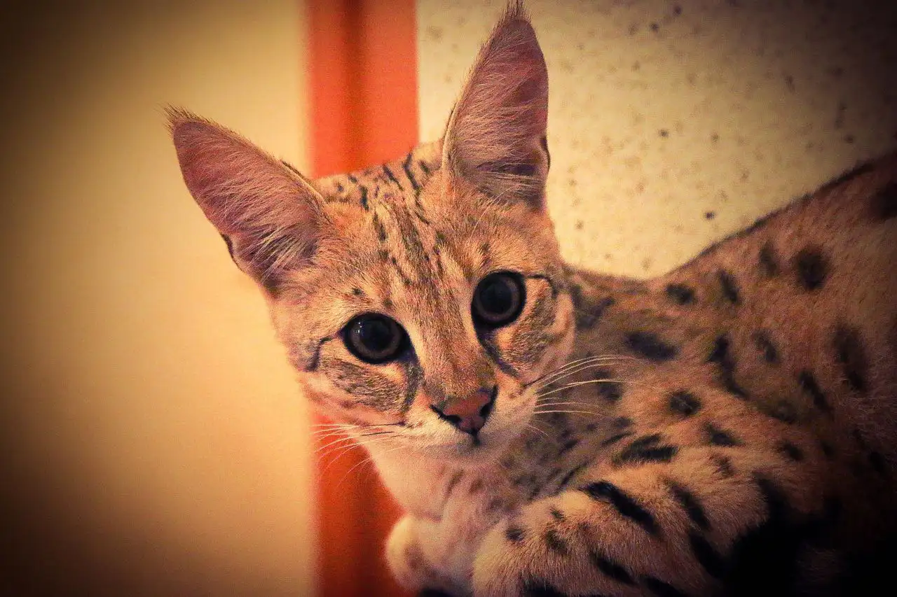 Savannah Genetics Einstieg zu typvollen Savannah Katzen