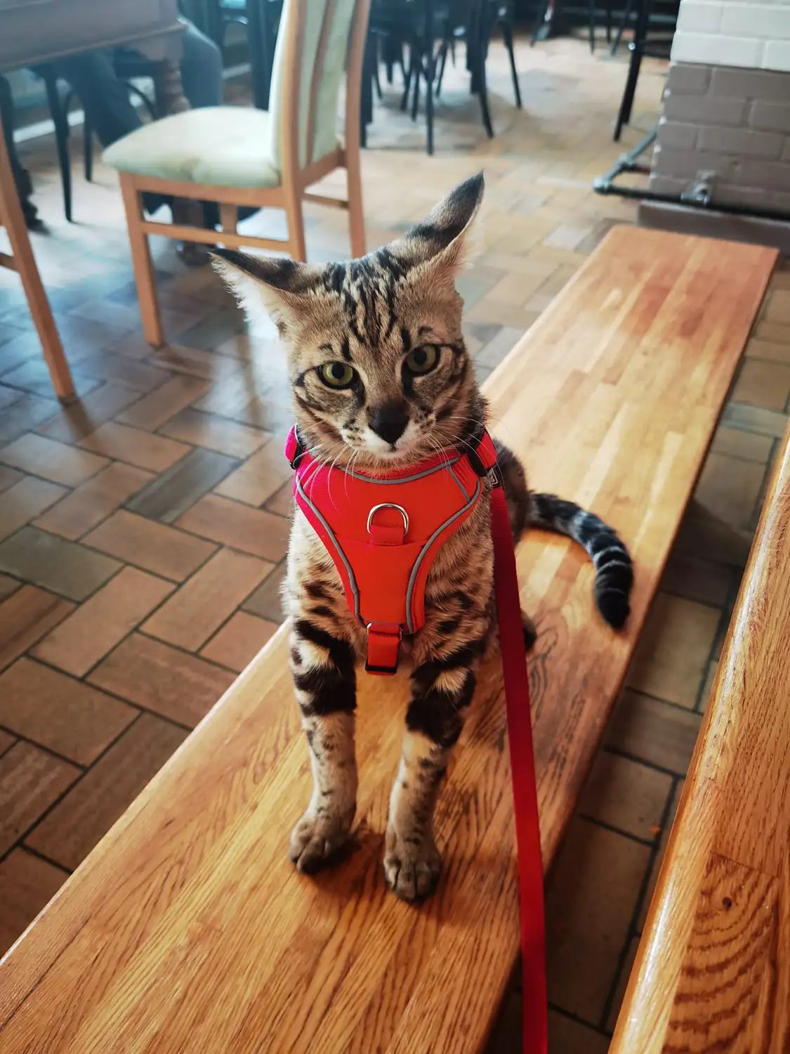 Savannah Katze mit Geschirr und Leine im Innenbereich als Beispiel für aktive Haltung und hundeähnliches Verhalten