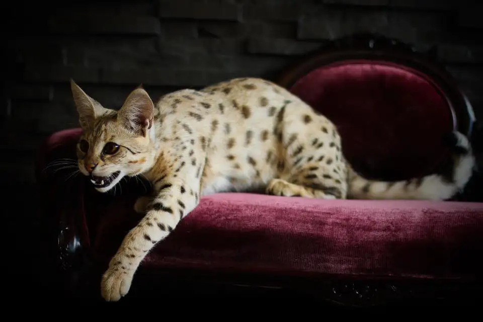 was ist savannah katze