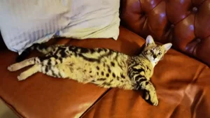 Savannah Cat Colors - Brown Black Marble