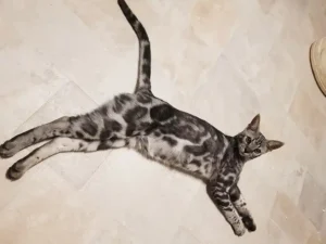 Savannah Cat Colors - Silver Black Marble