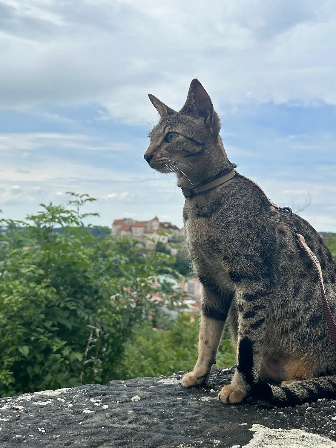 Savannah Katze mit passendem Geschirr im Garten als Beispiel für sichere Passform