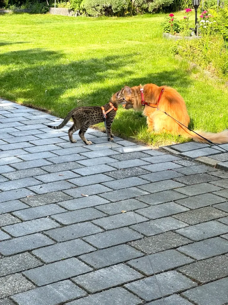 Savannah Katze und Hund gemeinsam draußen als Beispiel für Gruppeneffekt