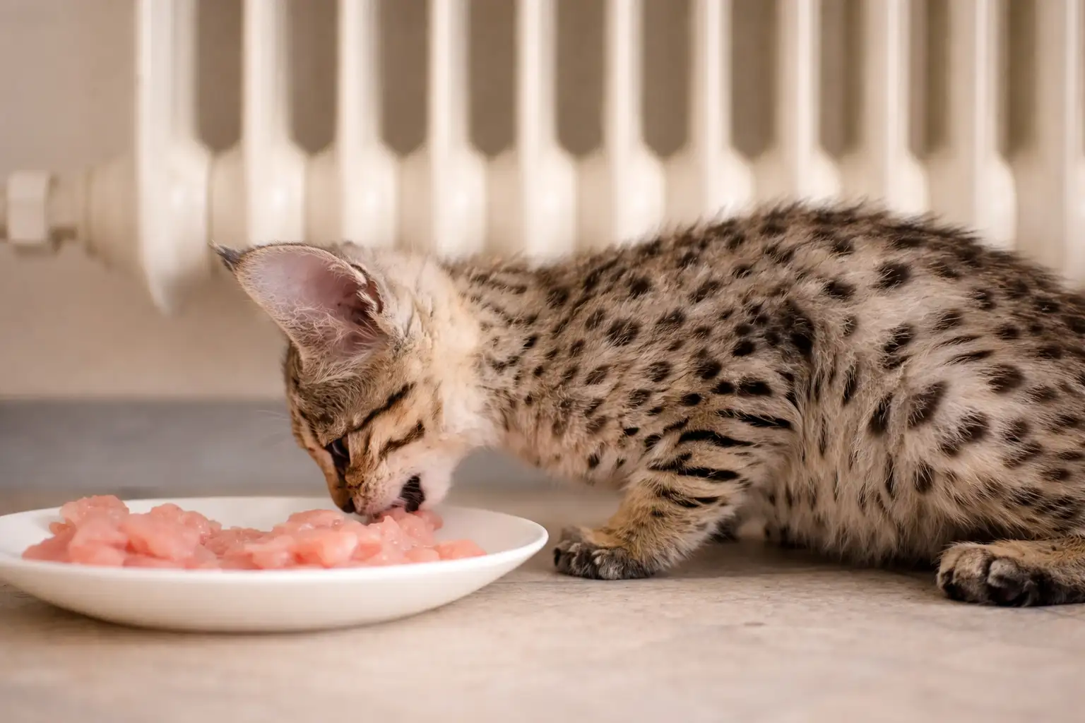 Savannah Katze kaufen mit persönlicher Beratung zu F5 SBT Savannah Kitten