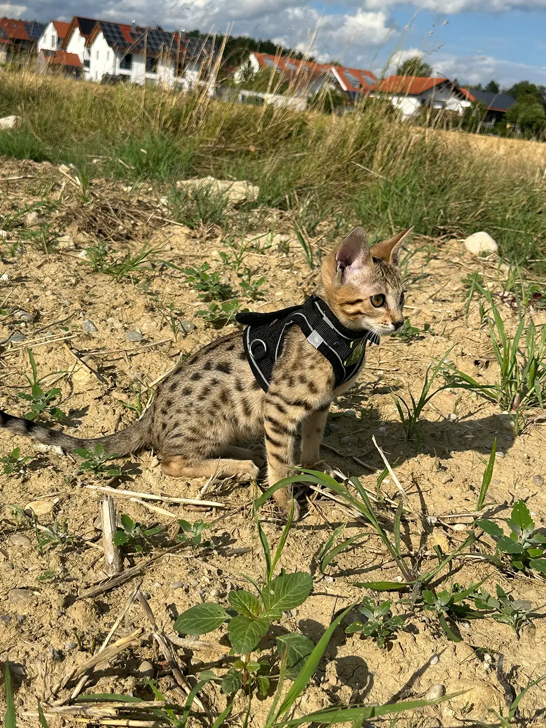 Savannah Katze beobachtet Umgebung beim Spaziergang als Beispiel für ruhiges Training