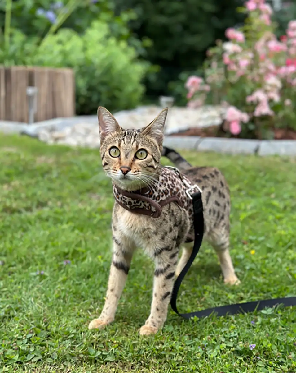 Savannah Katze mit Geschirr im Garten bereit für Spaziergang an der Leine