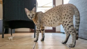 Savannah cat profile - breed standard - Bulma