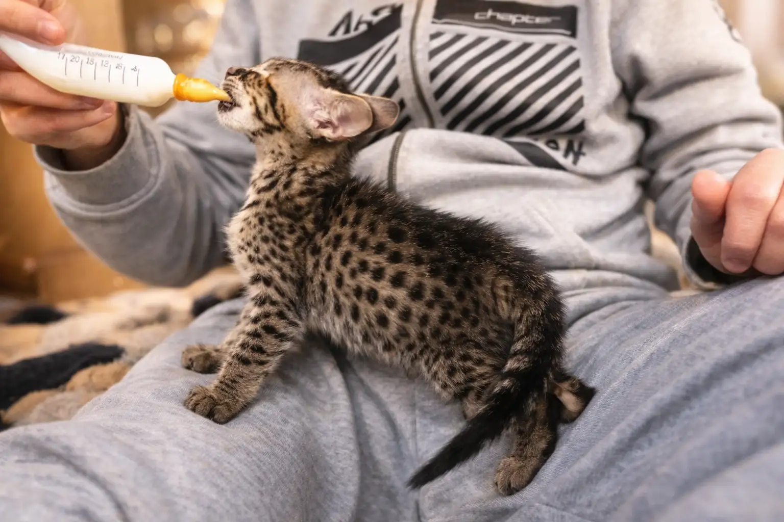 Savannah Kitten Tarnfell Entwicklung