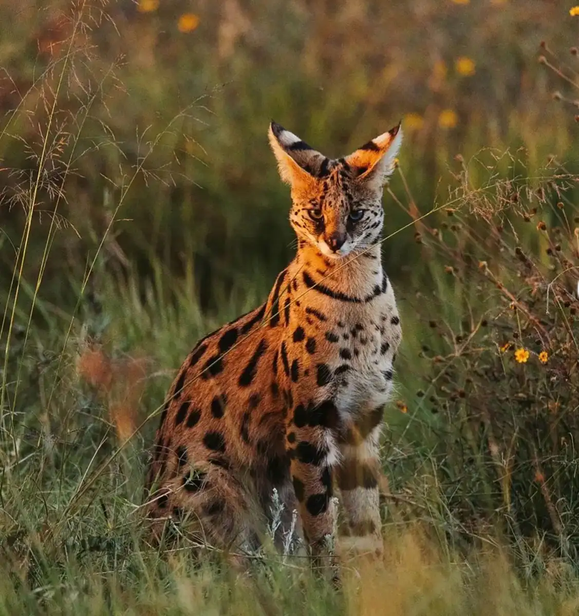 Serval aufmerksam im hohen Gras als Zeichen für mögliche Gefahren