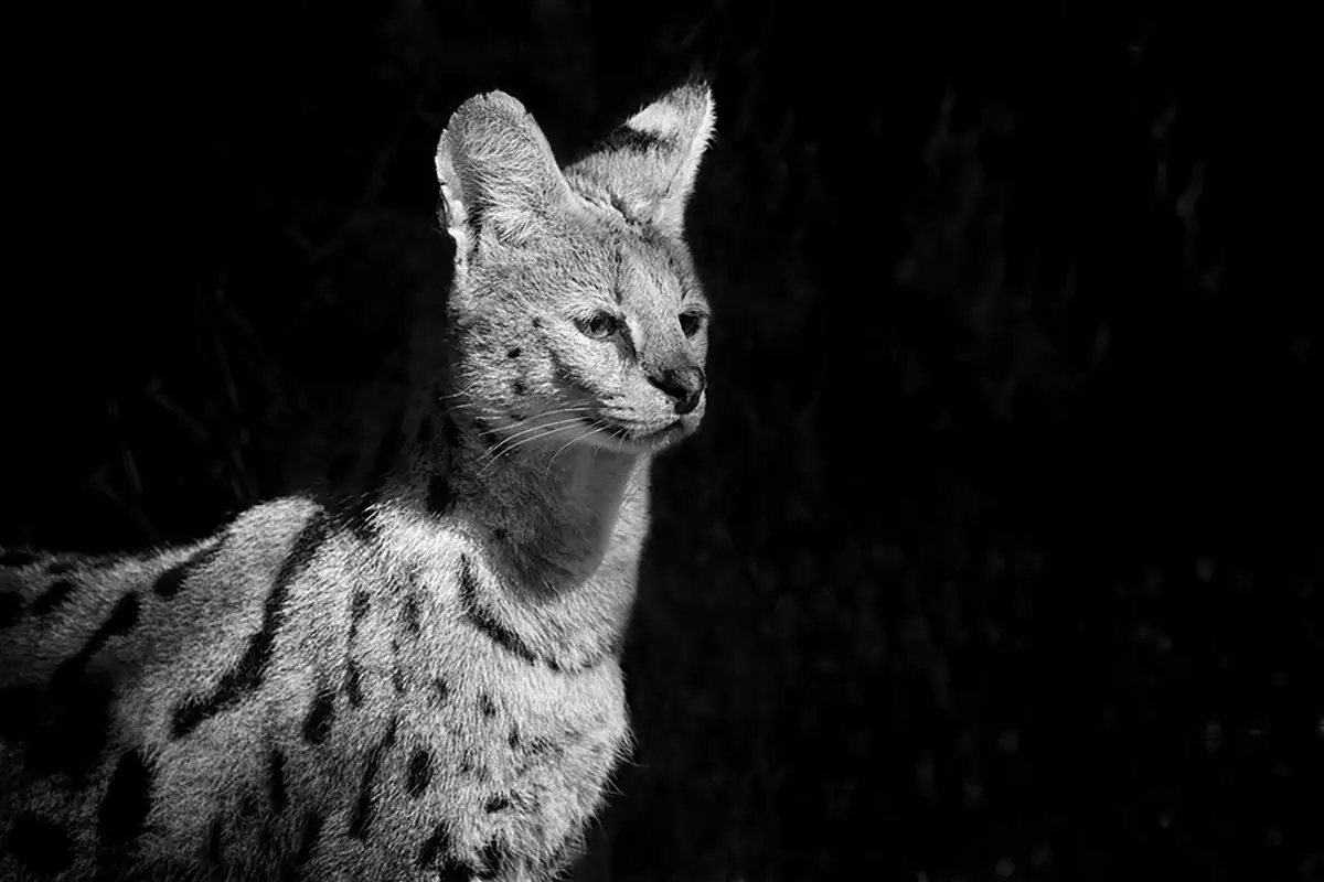 Serval allein in der Savanne als typischer Einzelgänger