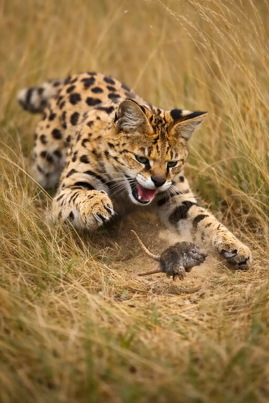Serval Katze mit Beute im hohen Gras als Beispiel für natürliche Ernährung in freier Wildbahn
