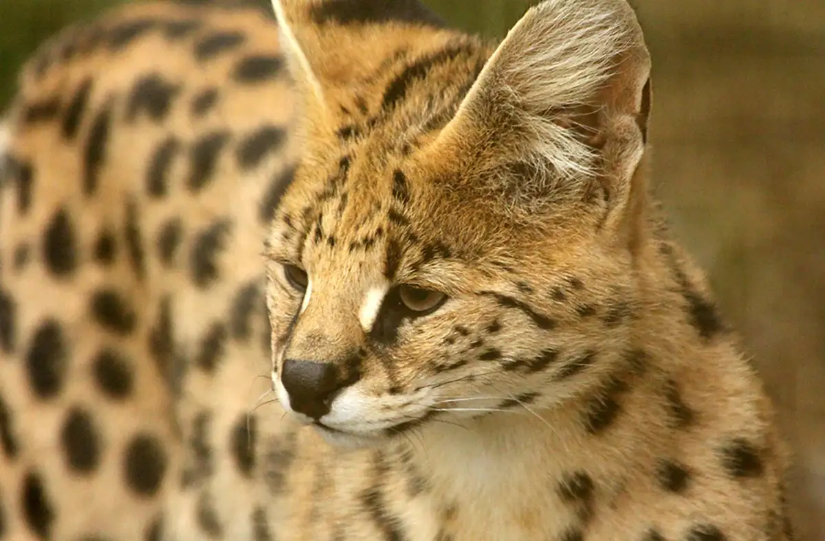 Serval Katze im hohen Gras als Überblick über wichtige Fakten