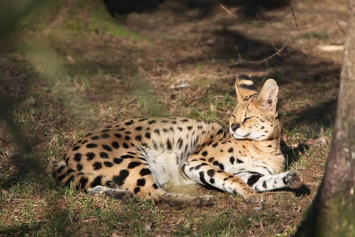 Serval im hohen Gras mit kontrastreichem Fell und Tarnwirkung