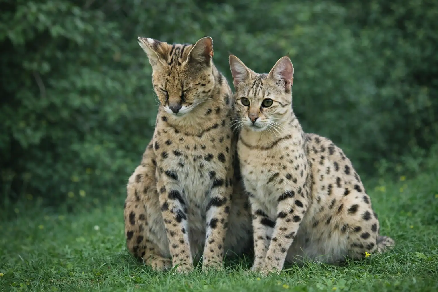 serval kreuzung savannah katze entstehung